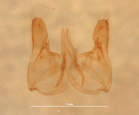Chyphotes jugatus image