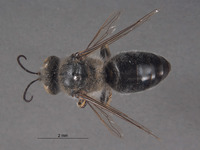 Bembex nicolai image