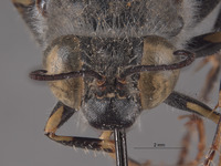 Bembex nicolai image