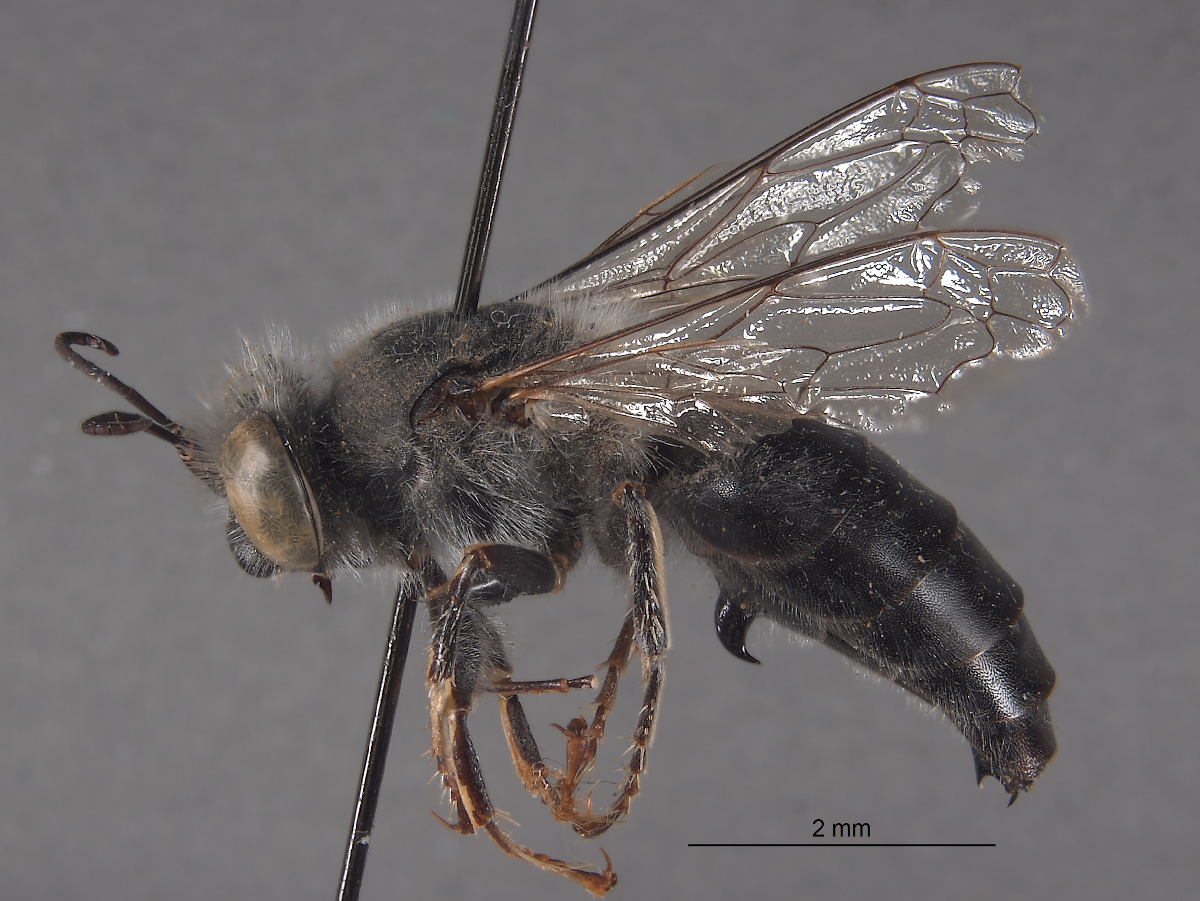 Bembex nicolai image