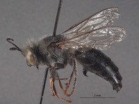 Image of Bembex nicolai