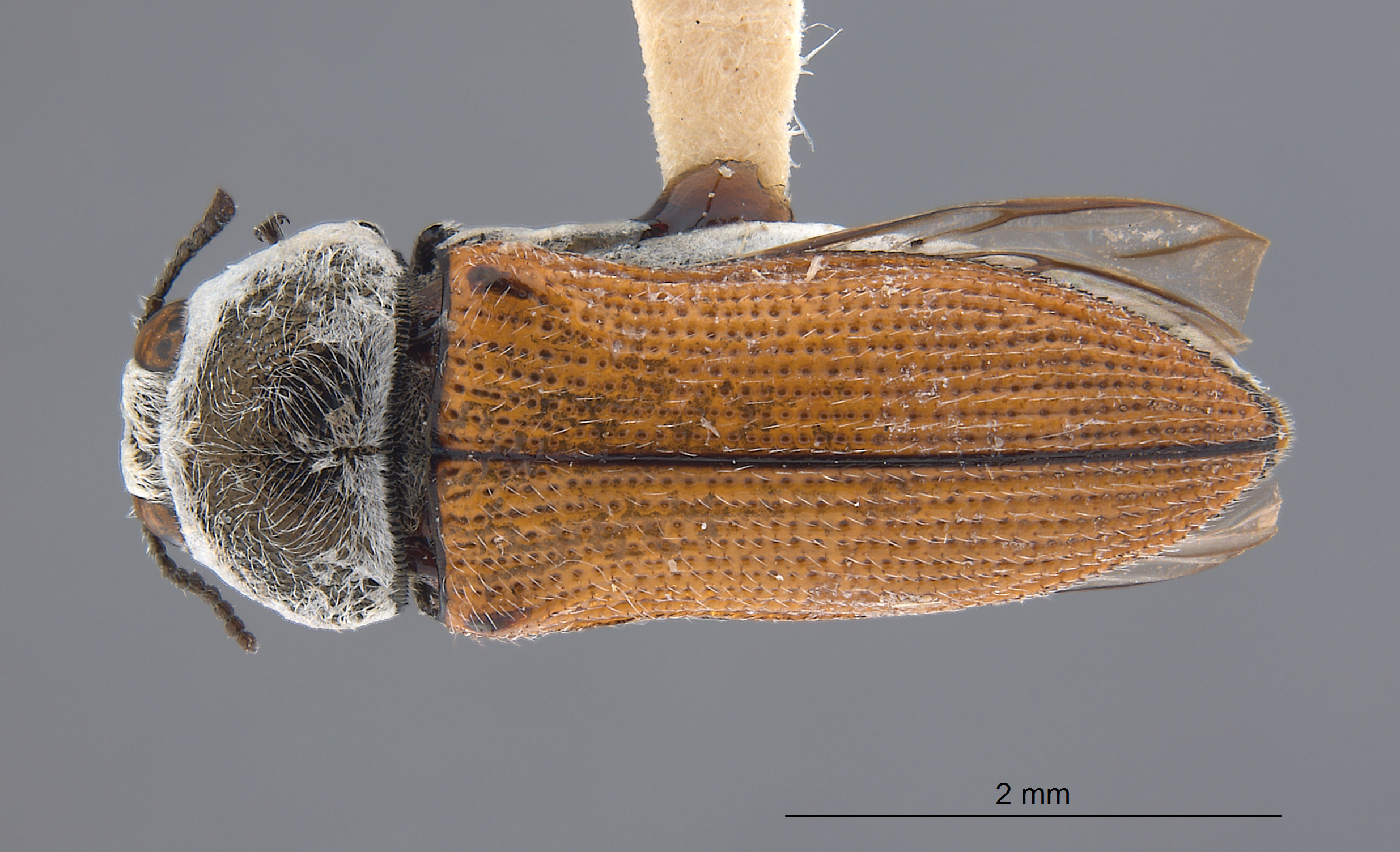 Acmaeodera ephedrae image