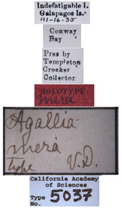 Agallia mera image