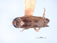 Image of Platymetopius retusus