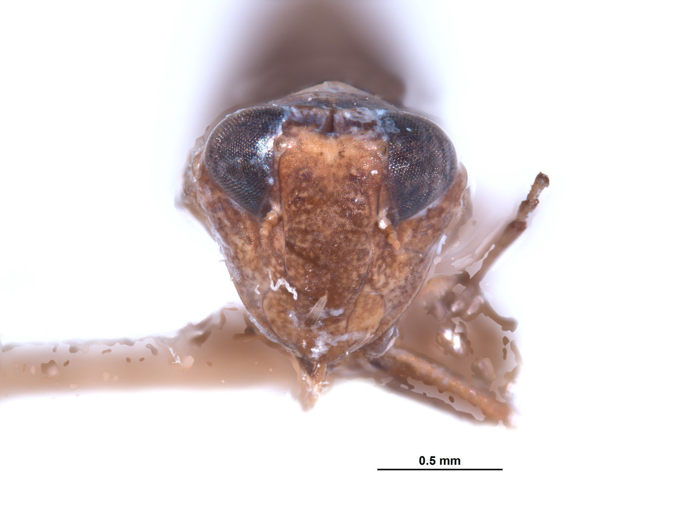 Platymetopius retusus image