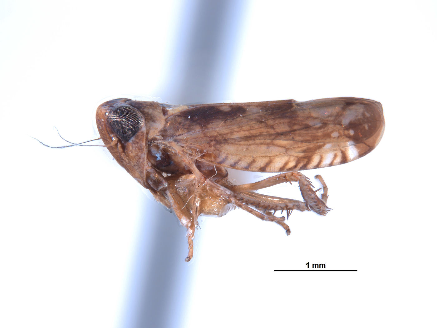 Platymetopius retusus image