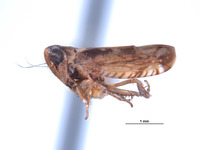 Platymetopius retusus image