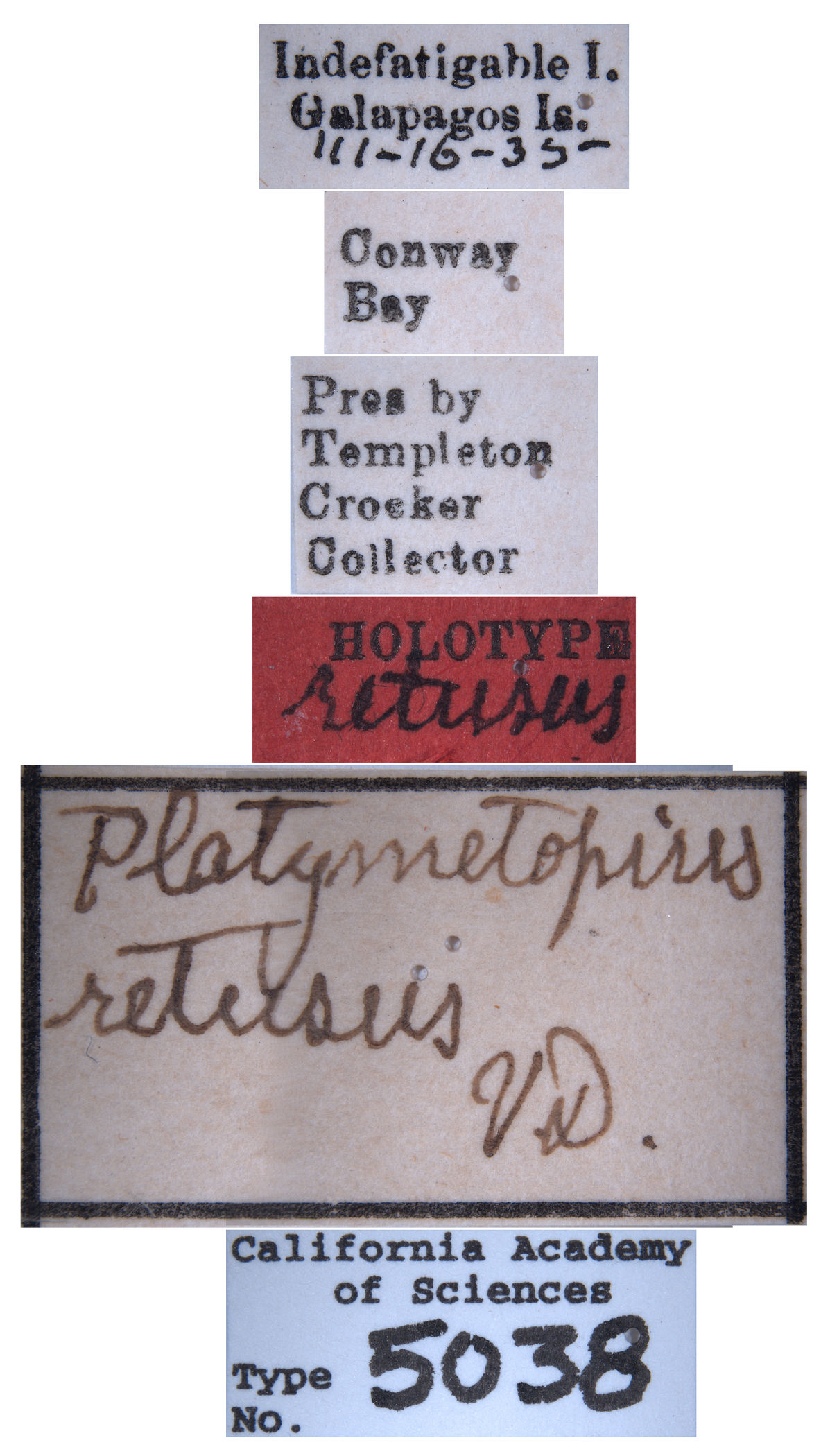 Platymetopius retusus image