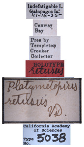 Platymetopius retusus image