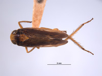 Image of Jassus infestus