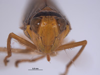 Jassus infestus image