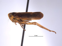 Jassus infestus image