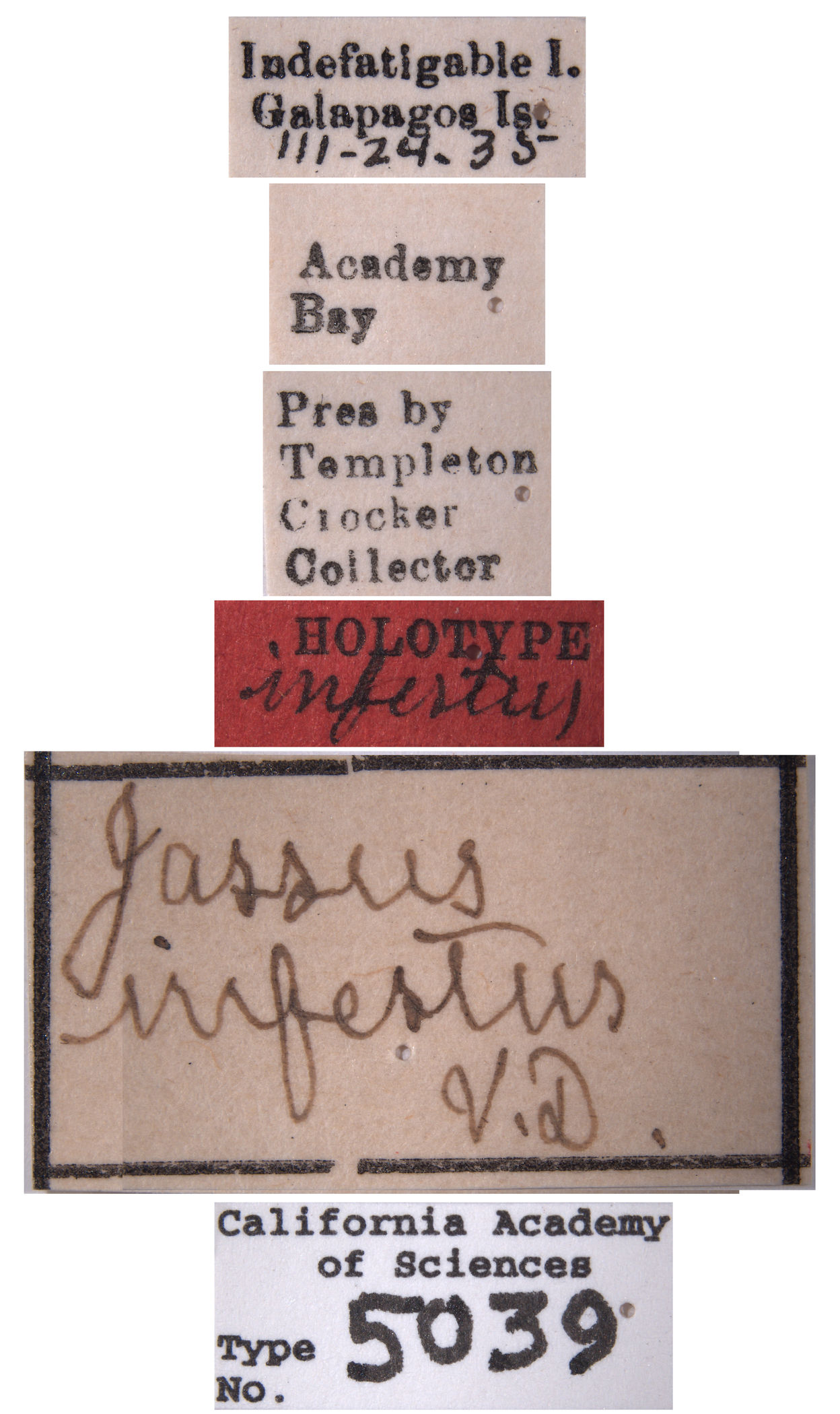 Jassus infestus image