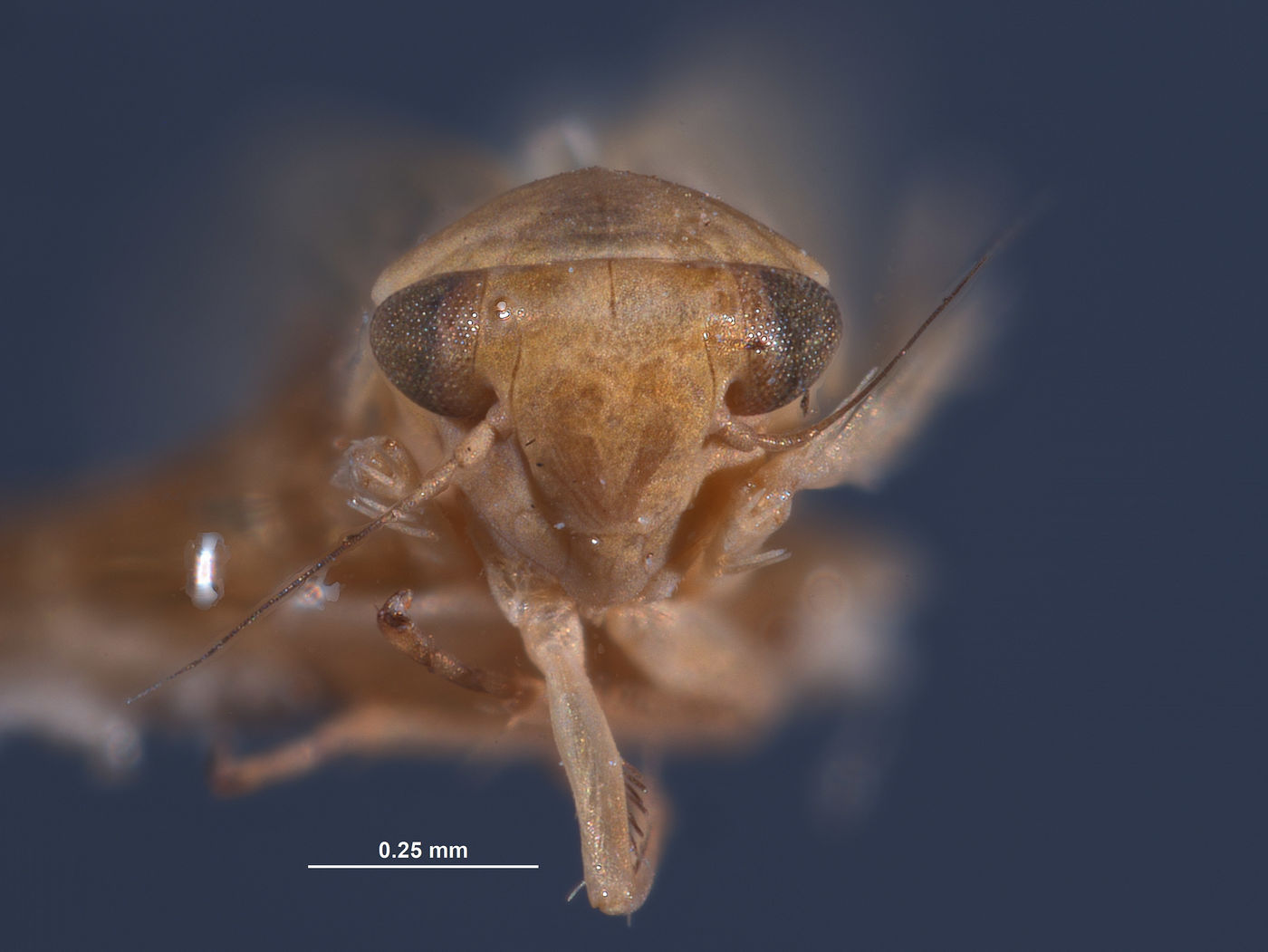 Eugnathodus juventus image