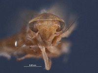 Eugnathodus juventus image