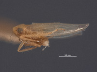 Eugnathodus juventus image