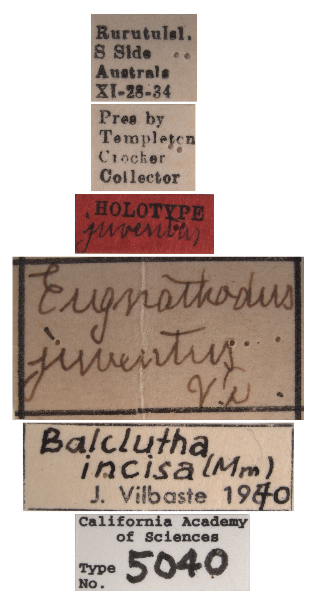 Eugnathodus juventus image