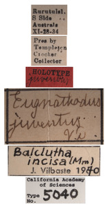 Eugnathodus juventus image