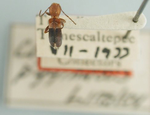 Clytoderus pygmaeus image