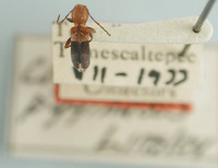 Image of Clytoderus pygmaeus