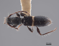 Tetranodus niveicollis image