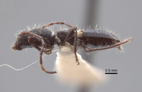 Tetranodus niveicollis image