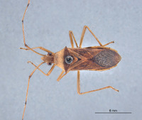 Amblypelta costalis image