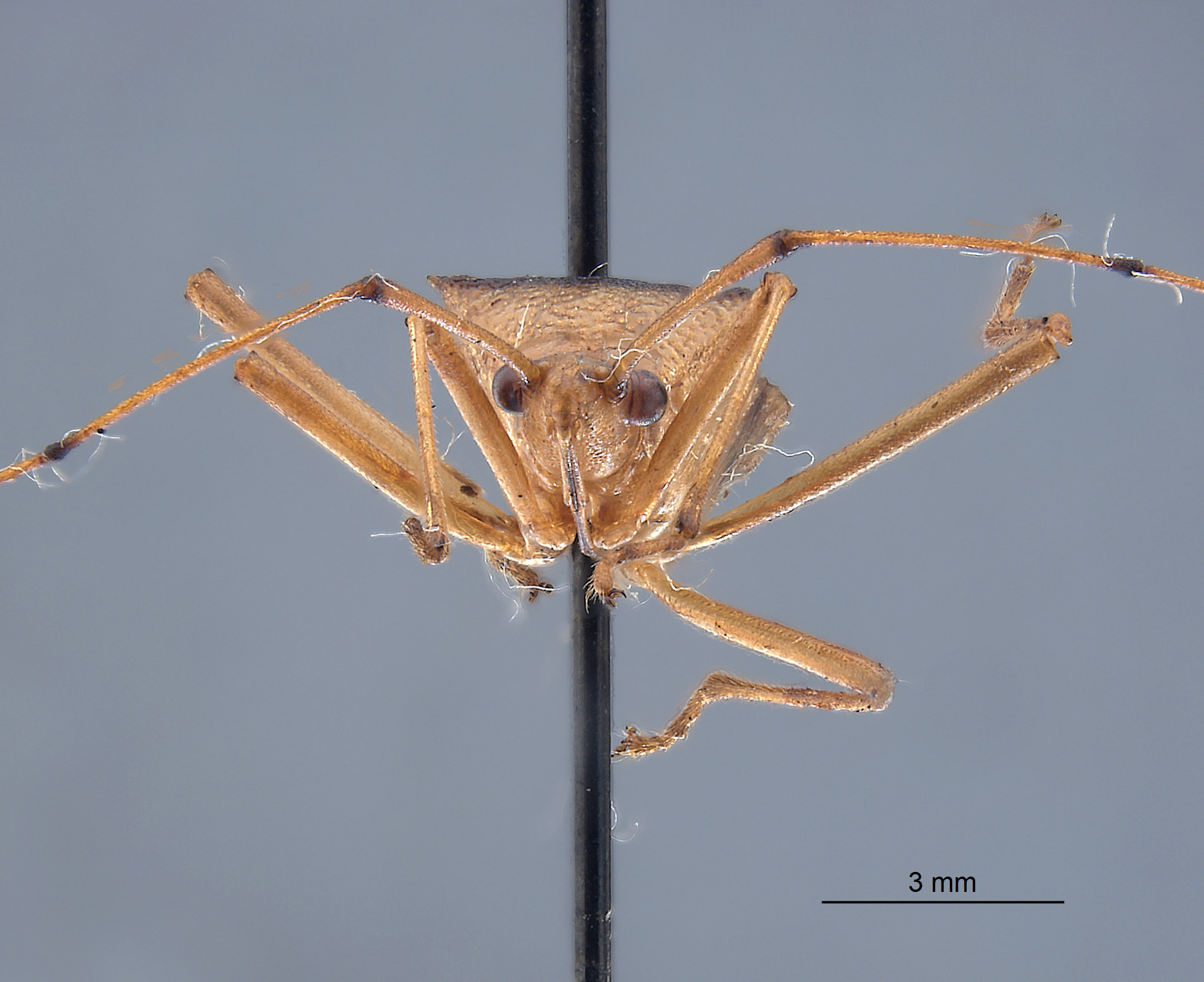Coreidae image