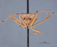 Amblypelta costalis image