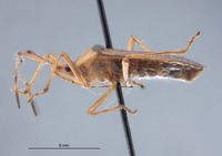 Amblypelta costalis image