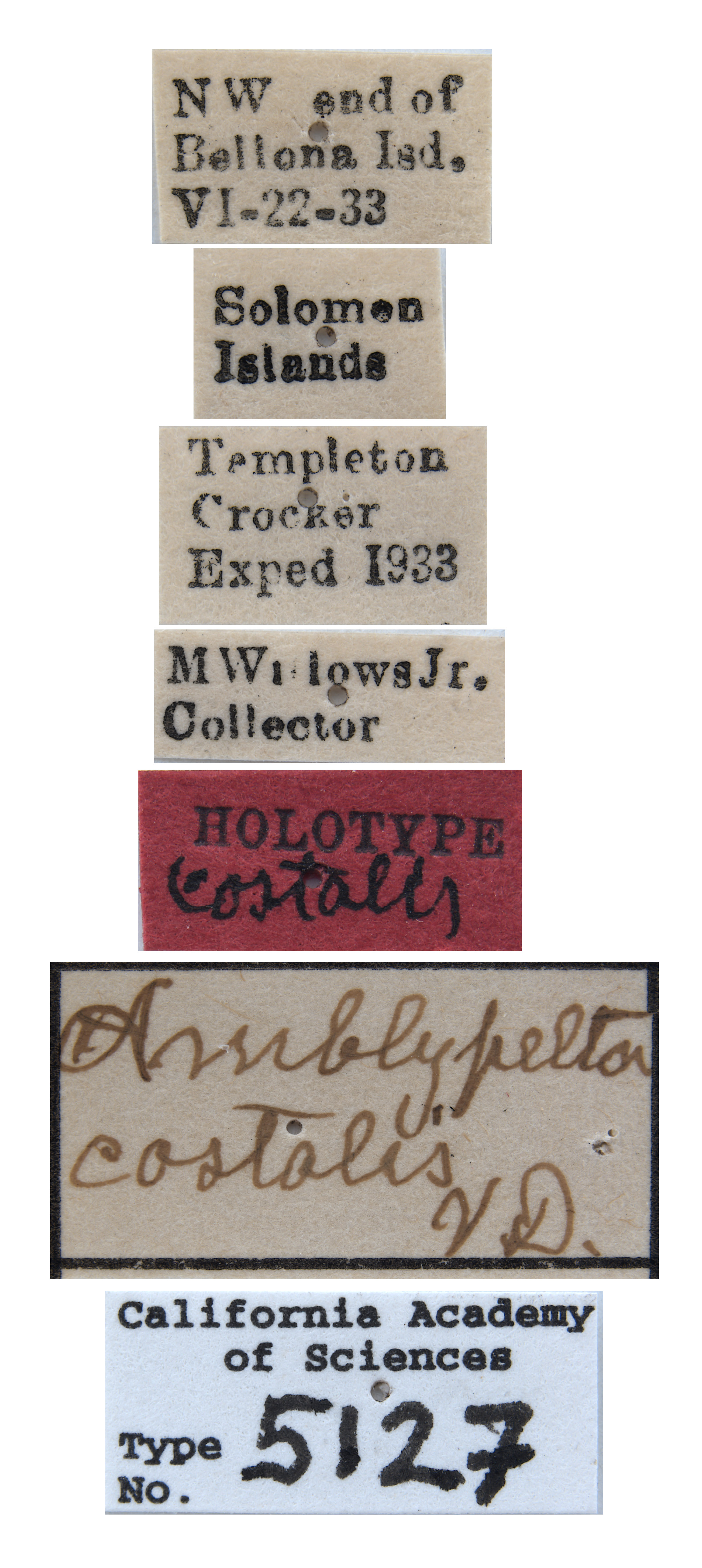 Amblypelta costalis image