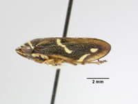 Clovia crockeri image