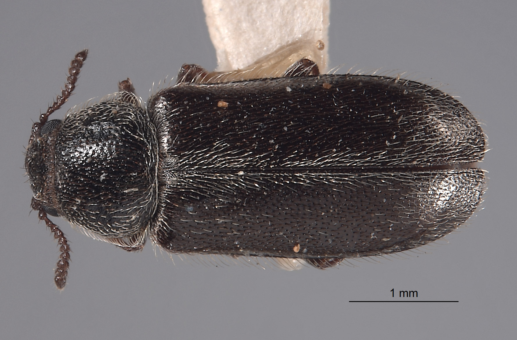 Trichochrous nevadensis image