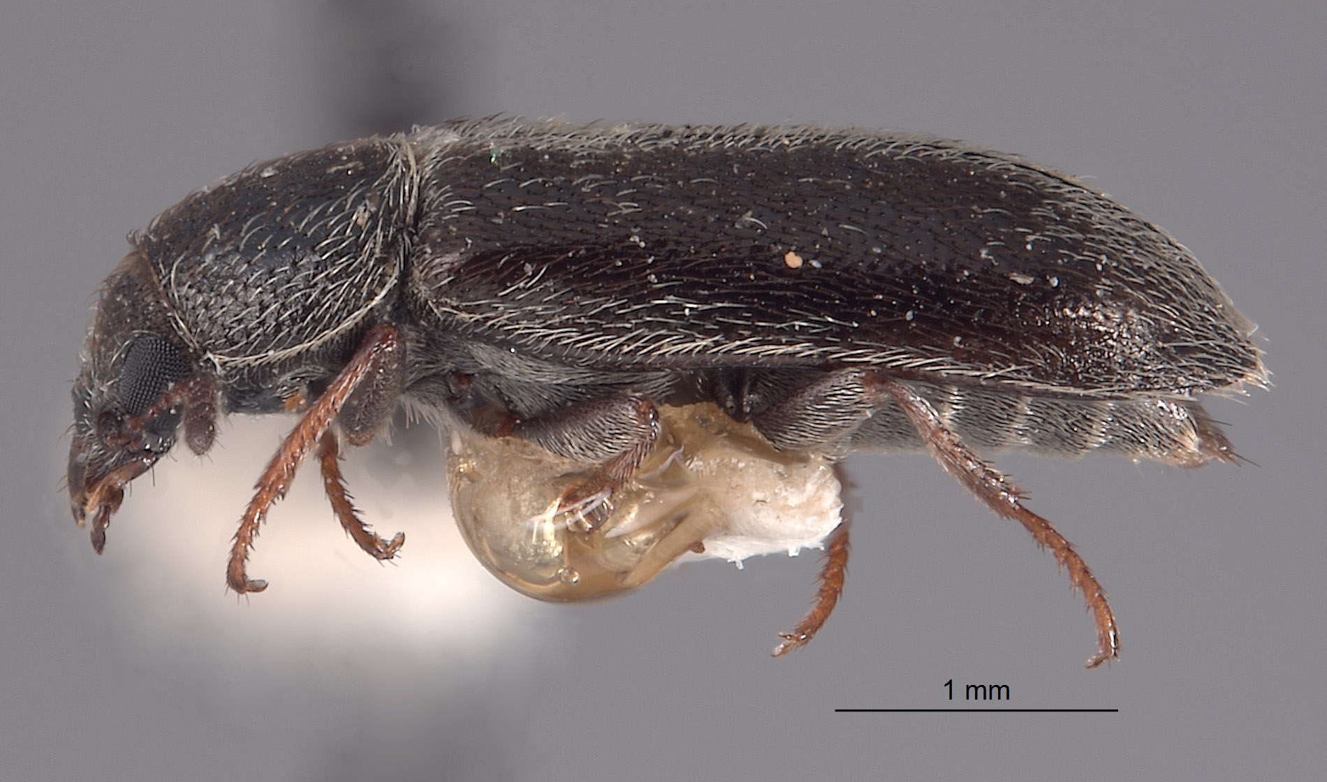 Trichochrous nevadensis image