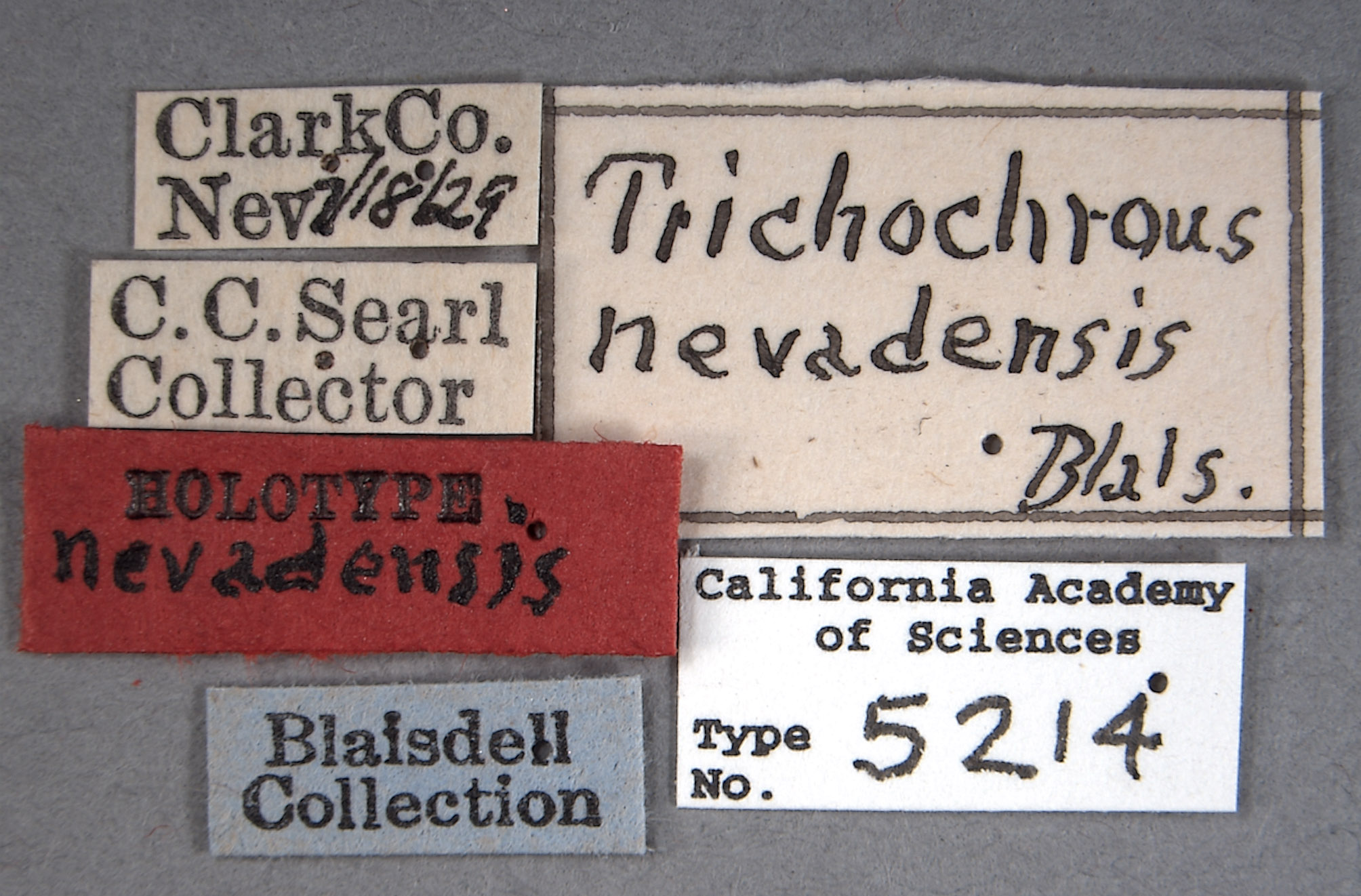 Trichochrous nevadensis image