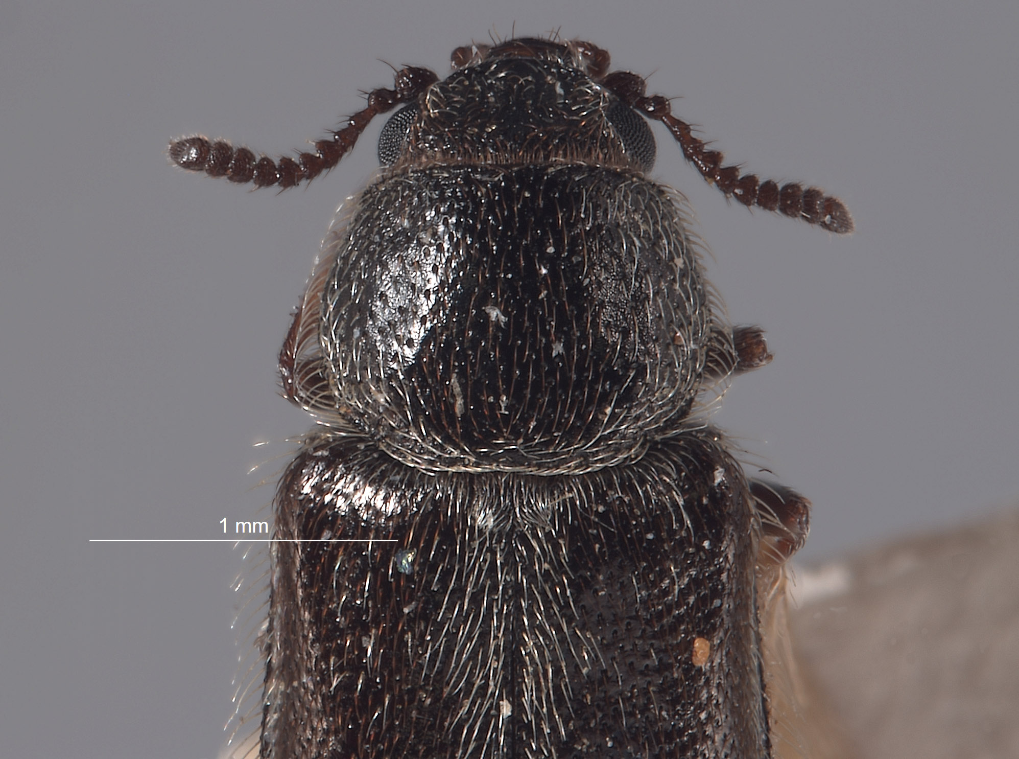 Trichochrous nevadensis image