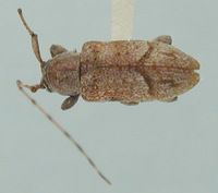 Image of Leiopus rossi