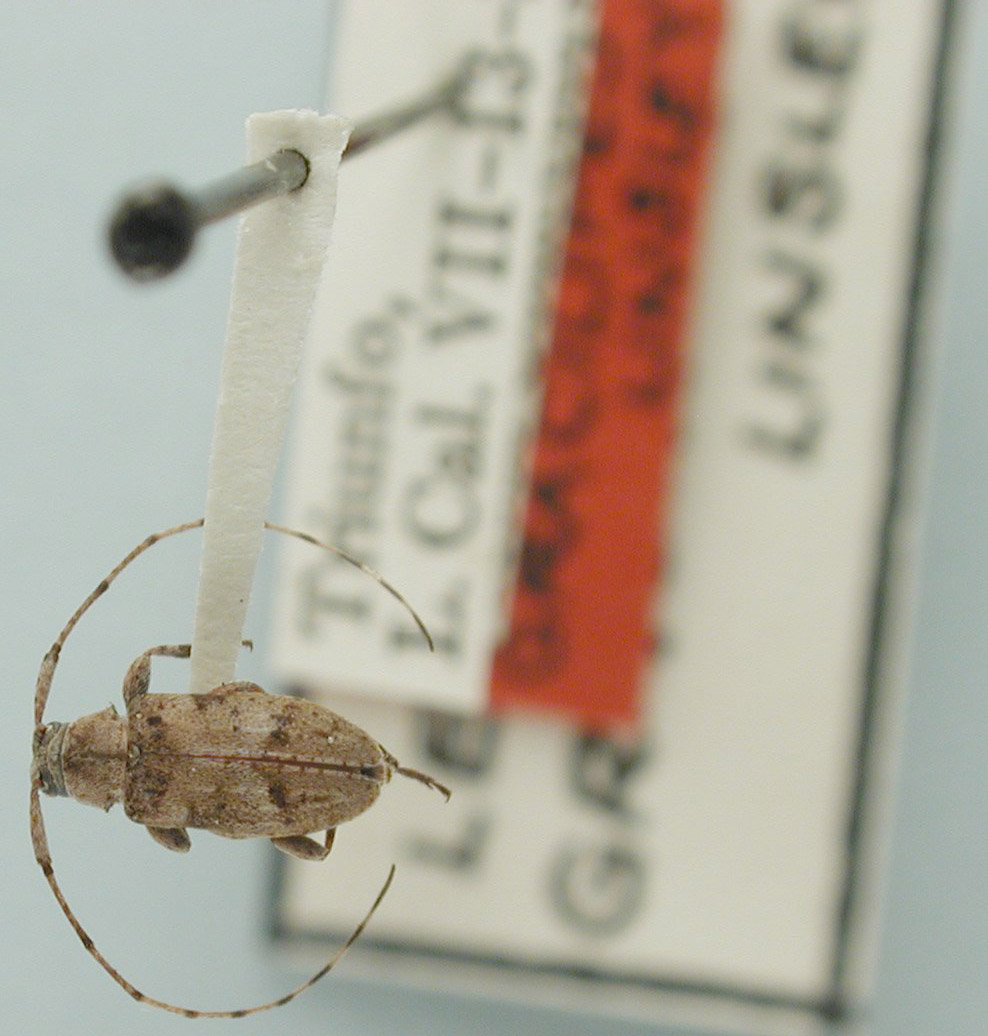 Leiopus gracilipes image