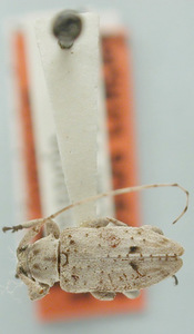 Image of Leiopus nivosus