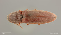 Limonius cribriceps image