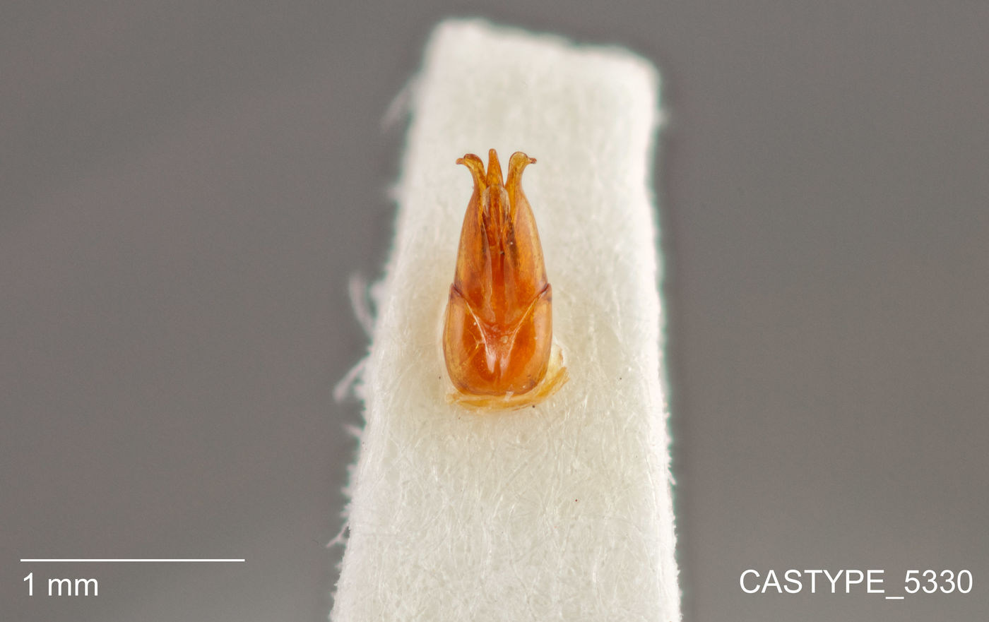 Limonius cribriceps image