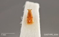 Limonius cribriceps image