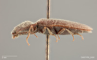 Limonius cribriceps image