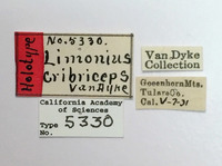 Limonius cribriceps image