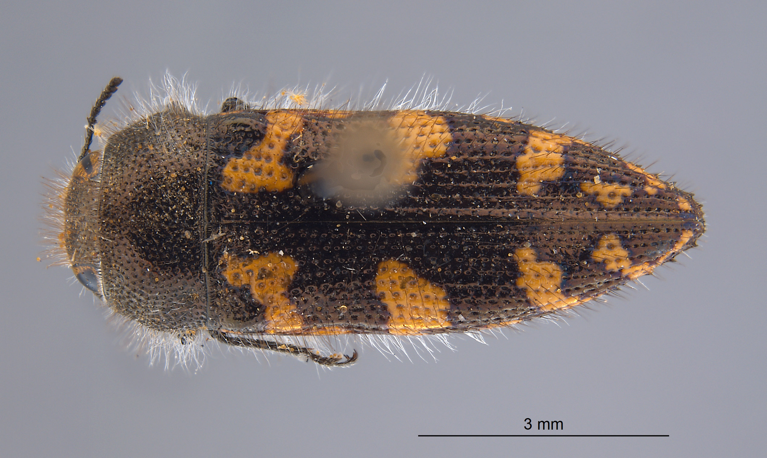 Acmaeodera linsleyi image