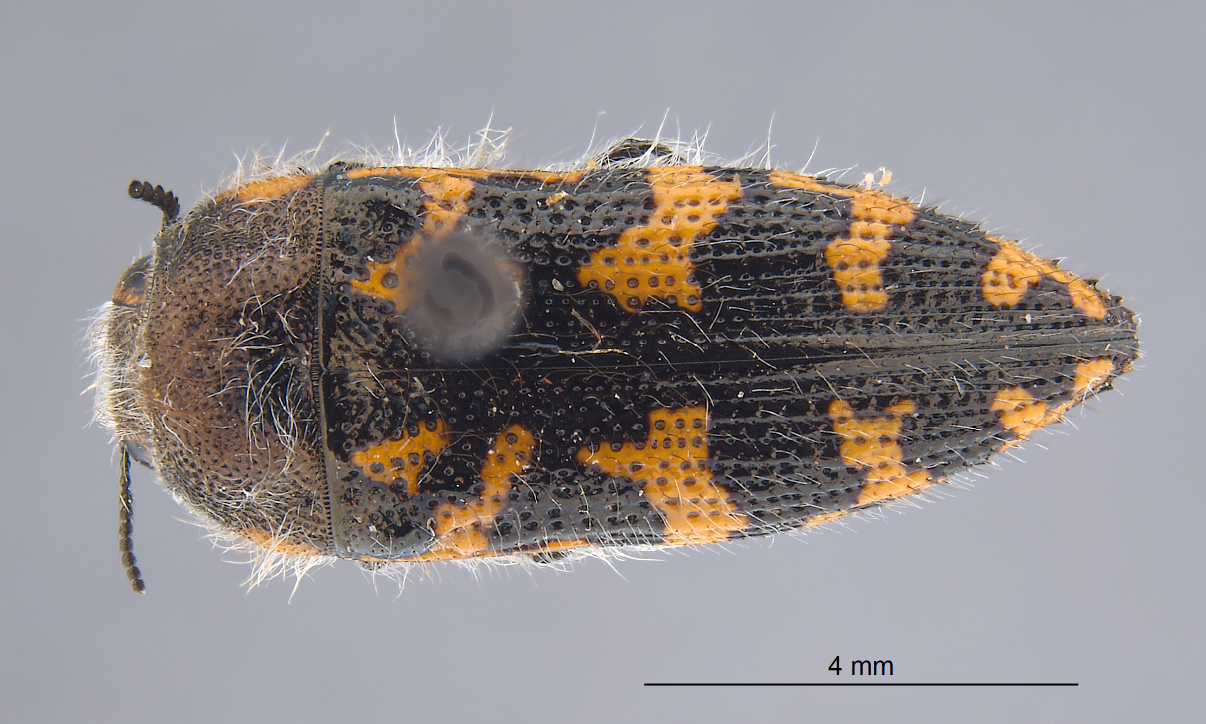 Acmaeodera moronga image