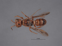 Eucerceris ferruginosa image