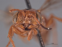 Eucerceris ferruginosa image