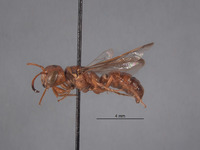 Eucerceris ferruginosa image