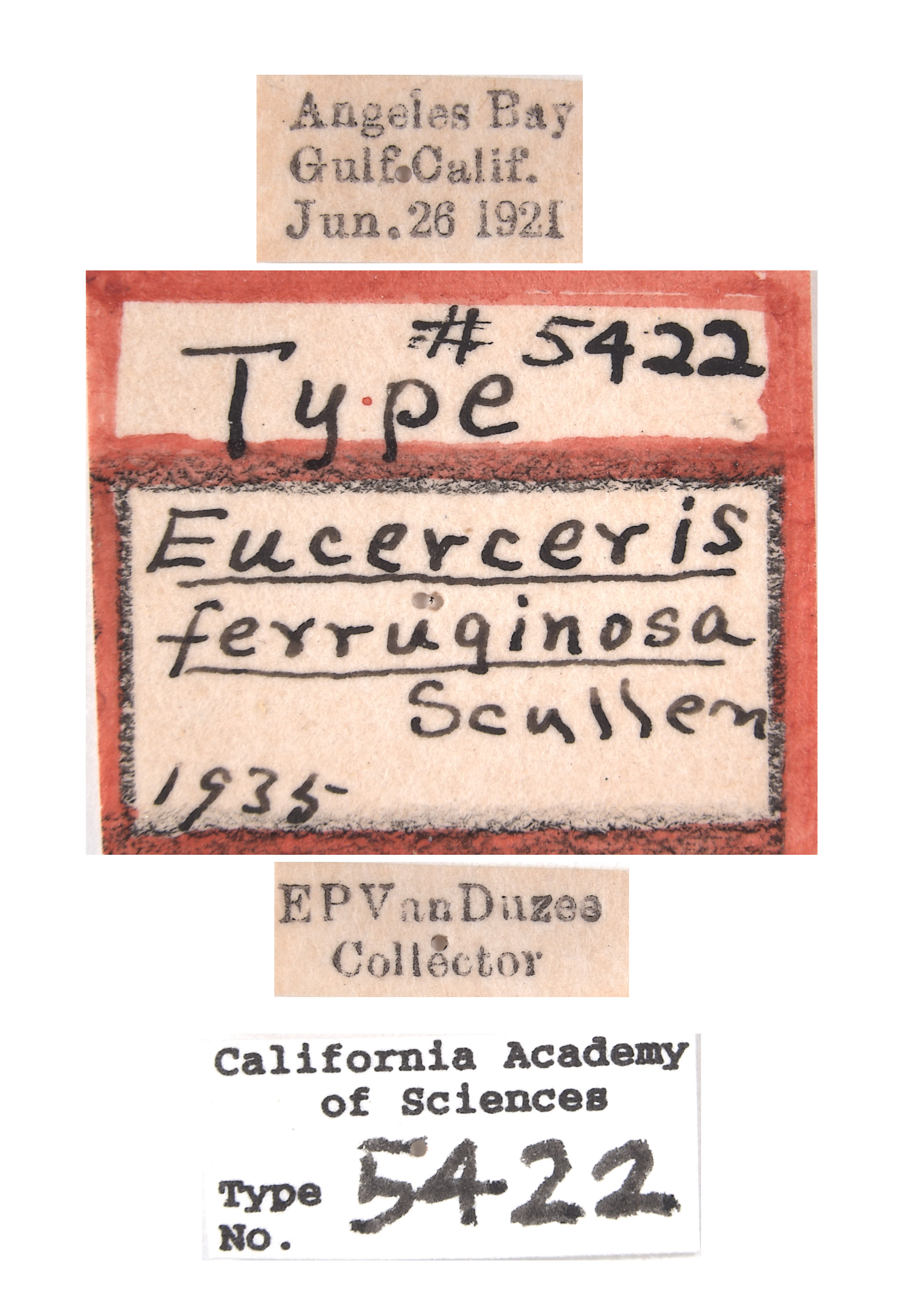 Eucerceris ferruginosa image